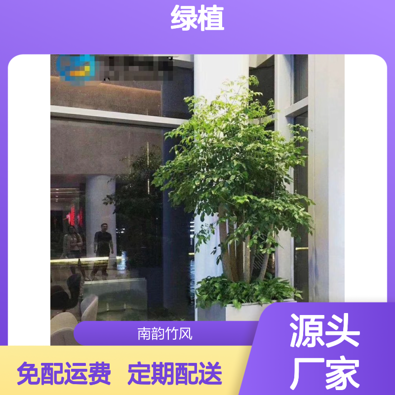 宝 安绿植租摆公司南 山花卉盆栽销售 每周定期配送 免配送费