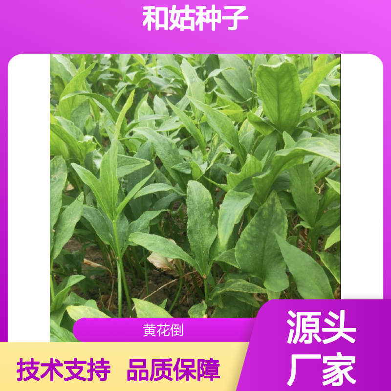 当年采收和姑种子 产地直供 技术指导免费 疏松肥沃