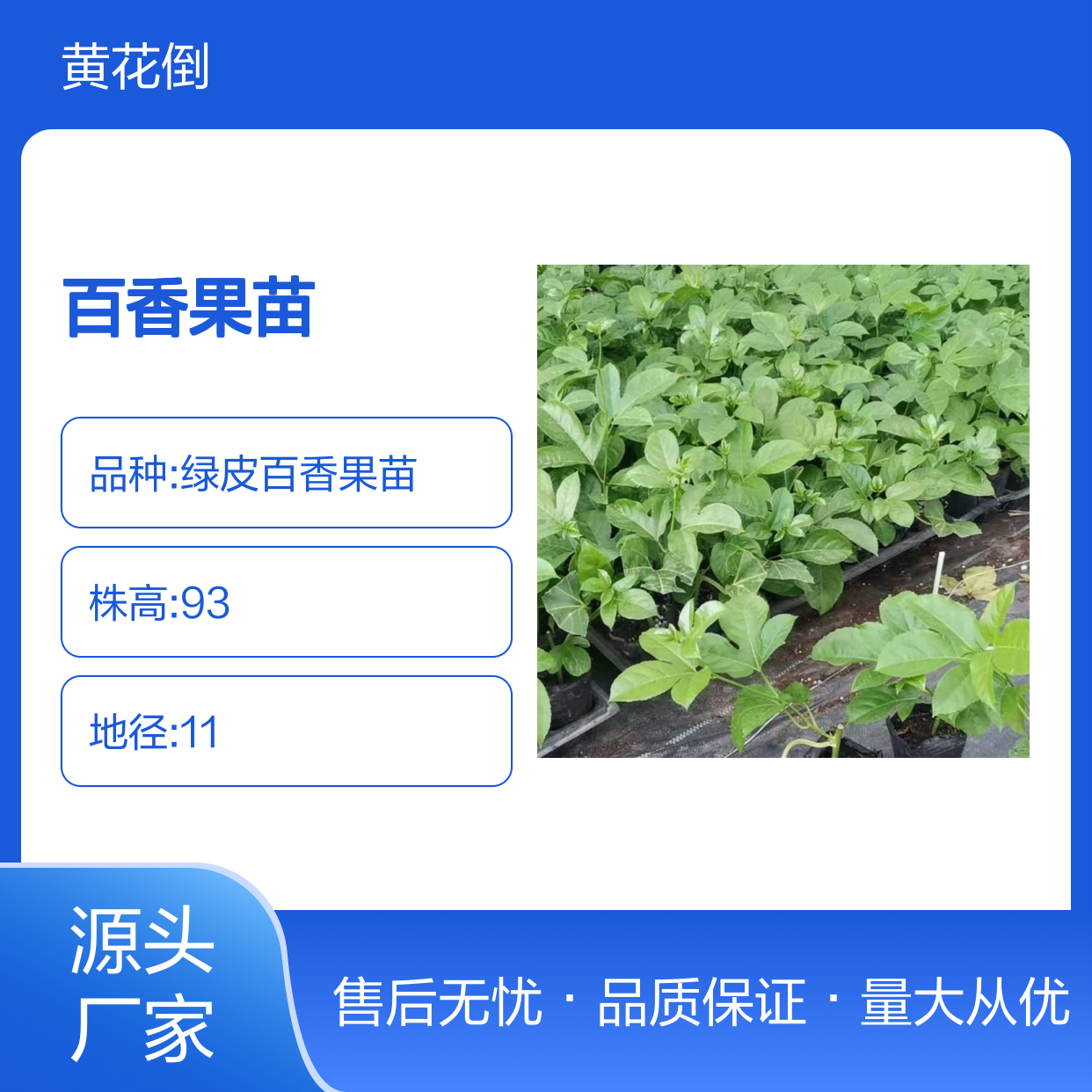 满天星百香果苗 批发供应 果园优选 高产稳产 观赏食用