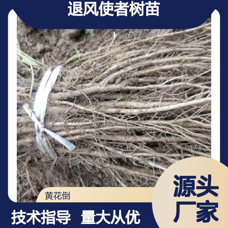 退风使者树苗 基地直供 种植指导 生长迅速 适应性强