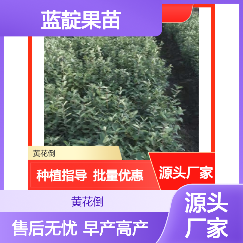 蓝靛果苗批发 山茄子果 早熟品种 高产稳产 管理方便