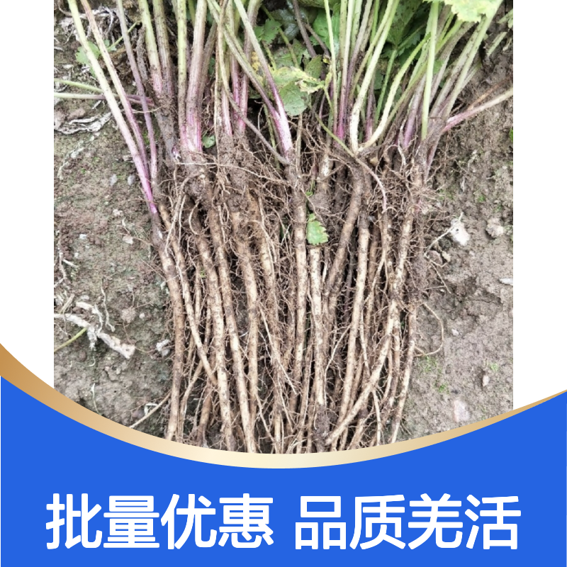 精选羌活苗 移栽定植好选择 无病虫害 药效显著