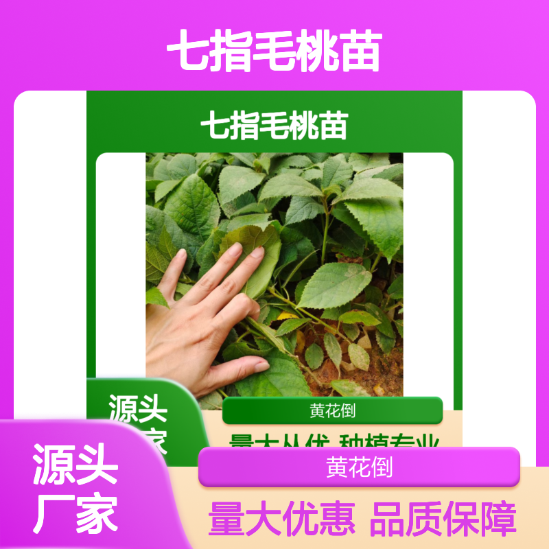 七指毛桃苗 百亩园直供 园林绿化药材种植 技术成熟