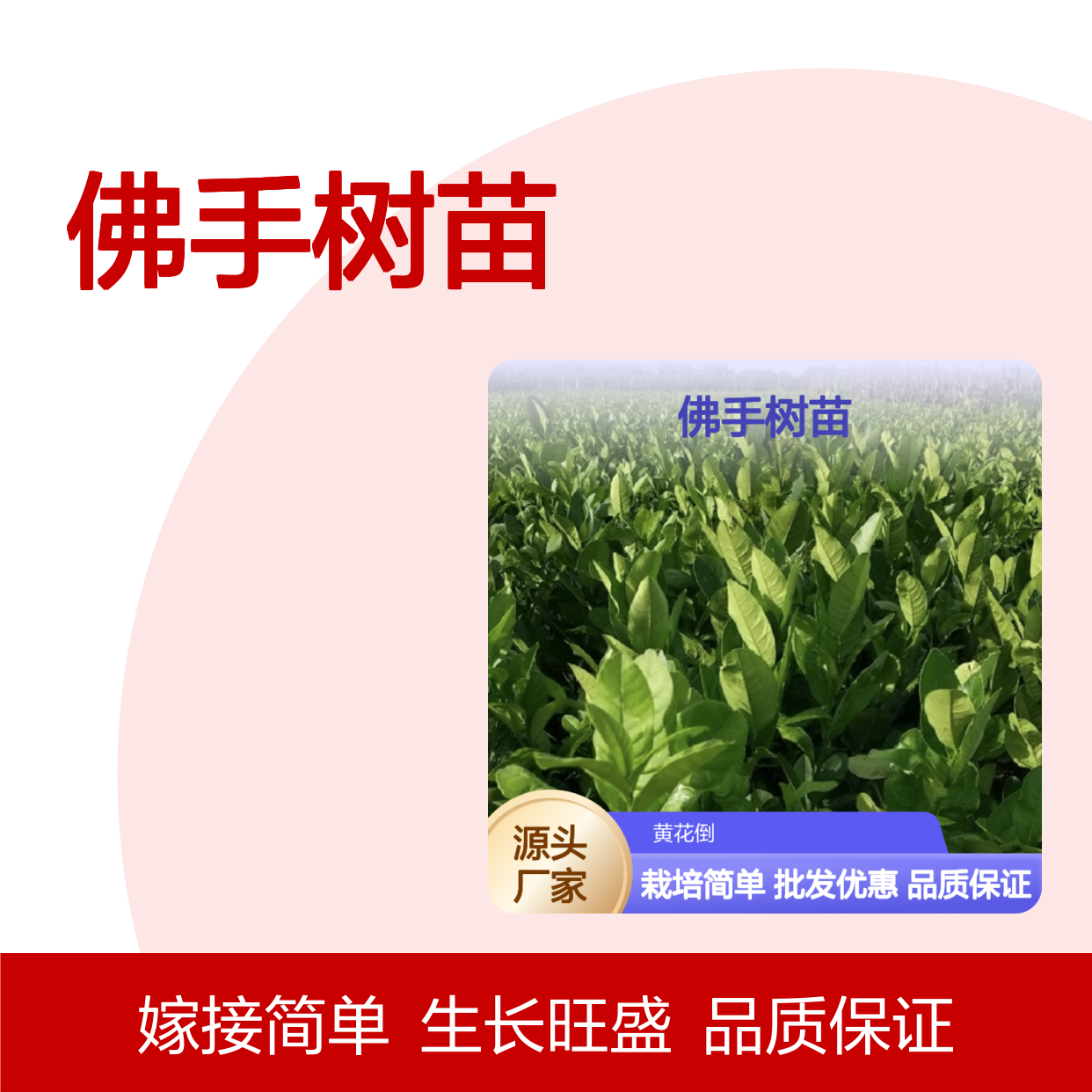 佛手生产主产区 优质佛手树苗 基地直供 易于嫁接