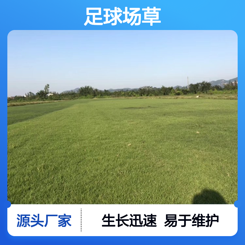 兰引三号蛇口 足球场草 后期维护管理指南 生长迅速 南韵竹风