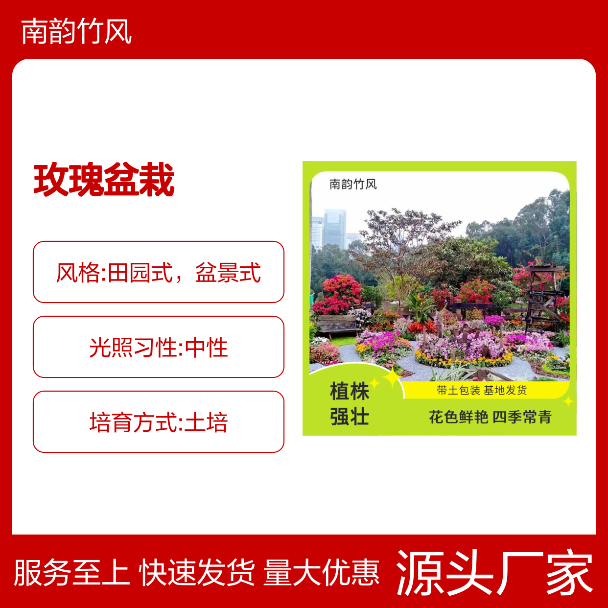 南韵竹风 玫瑰盆栽 带土发货 花色鲜艳 四季常青