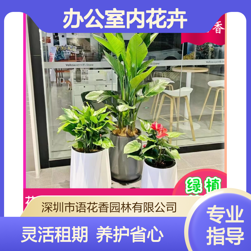办公室内花卉出租 绿植盆栽组合 长期短期租摆 一体化服务