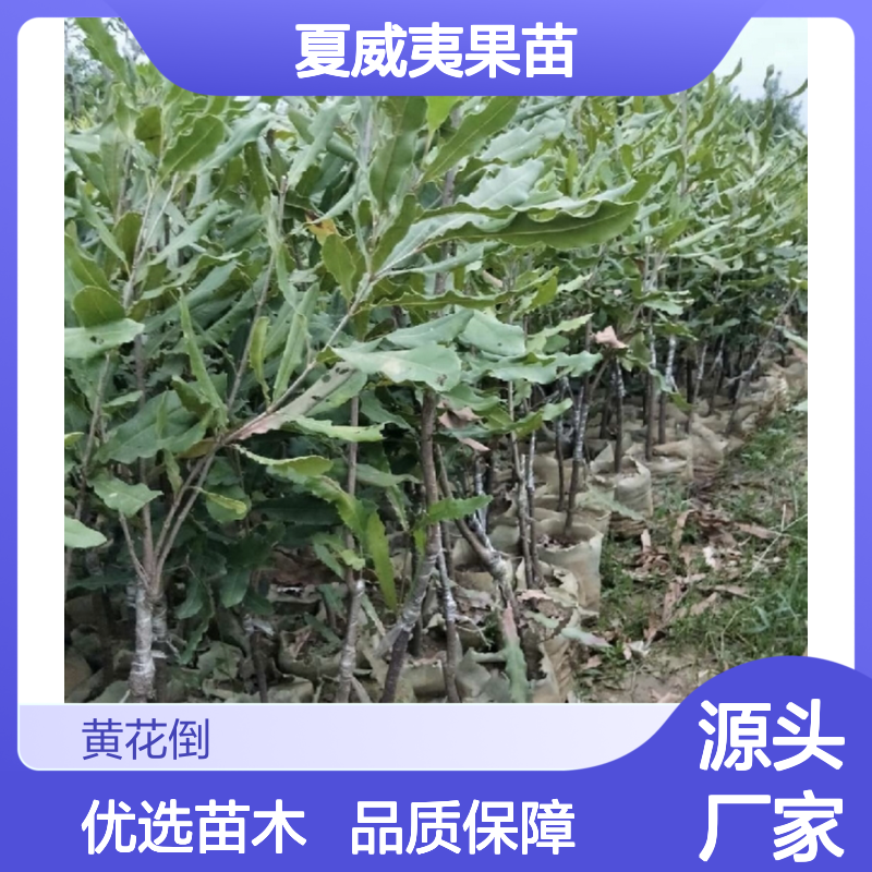 夏威夷果苗 优良品种 高产抗风 芽接成活 分枝粗壮