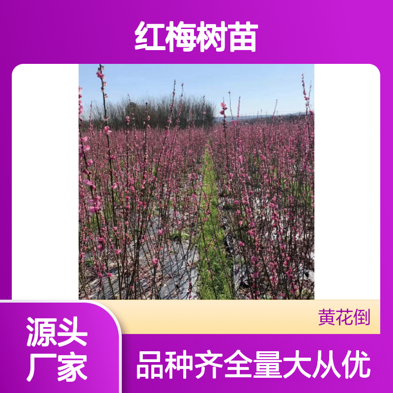 红梅百亩种植园 优质红梅树苗 批发供应 花色多样