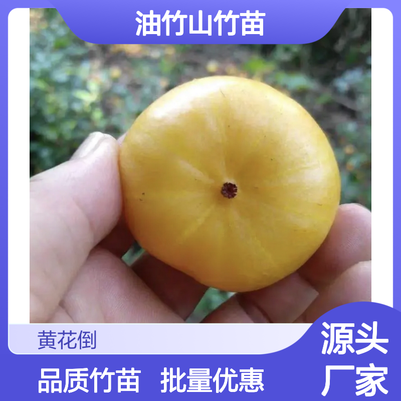 批发油竹山竹苗 园林优选品种 成活率高 土壤适应强