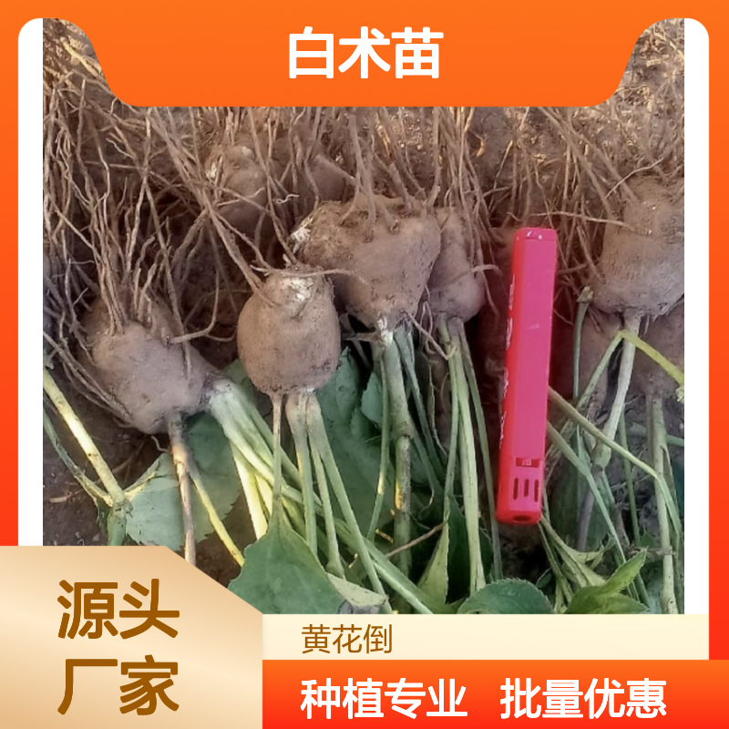 白术苗专业种植，根茎粗壮产量高 品质优良 服务周到