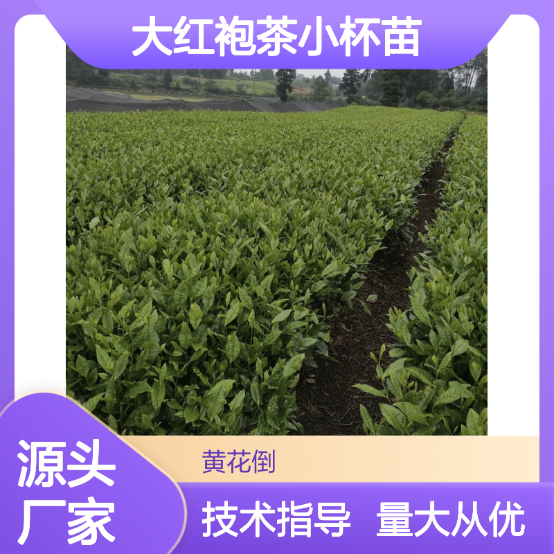 农户直供大红袍茶小杯苗 种植技术免费指导 管理便捷