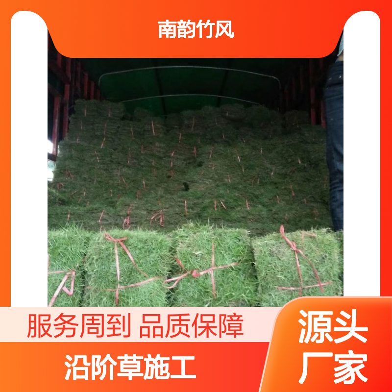 马尼拉草皮批发深 圳园林绿化草地草坪 耐践踏抗旱 护坡固土