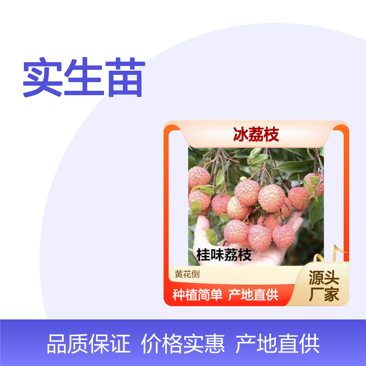 产地直供冰荔枝实生苗 种植成本低可控 荒山农田均可种植