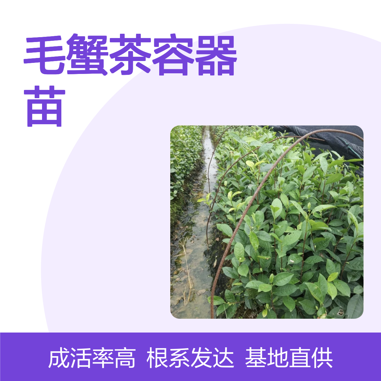 常年基地供应毛蟹茶容器苗 多年生根系发达成活高规格齐全