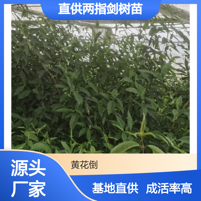 基地直供两指剑树苗 多年生根系发达成活高规格齐全
