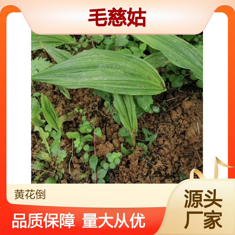 毛慈姑种苗 肉质根植物 批发供应 繁殖简单 排水良好
