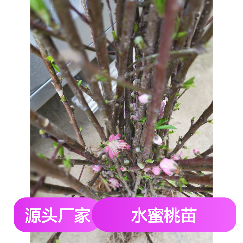 正宗水蜜桃苗 基地直供果树苗木 生长旺盛 高产稳产