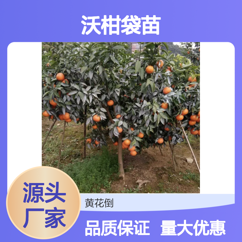 沃柑袋苗 长势旺盛 挂果力强 汁多味甜 营养丰富