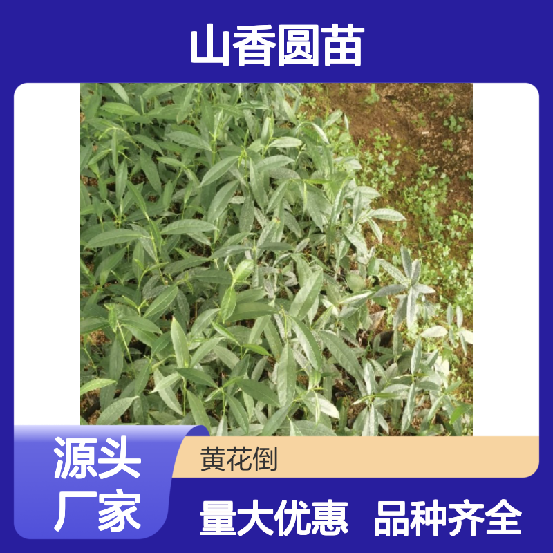苗木合作社自营山香圆苗 品种齐全质量保证根系发达种植好管理