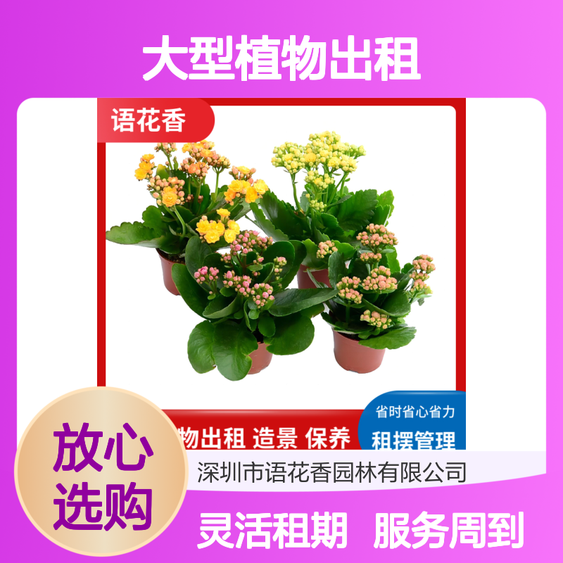 大型植物出租服务 室内花卉绿植租摆 全程养护每周上门