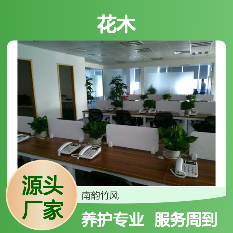 南韵竹风 绿植租摆养护 成活率高 品质如一 服务贴心