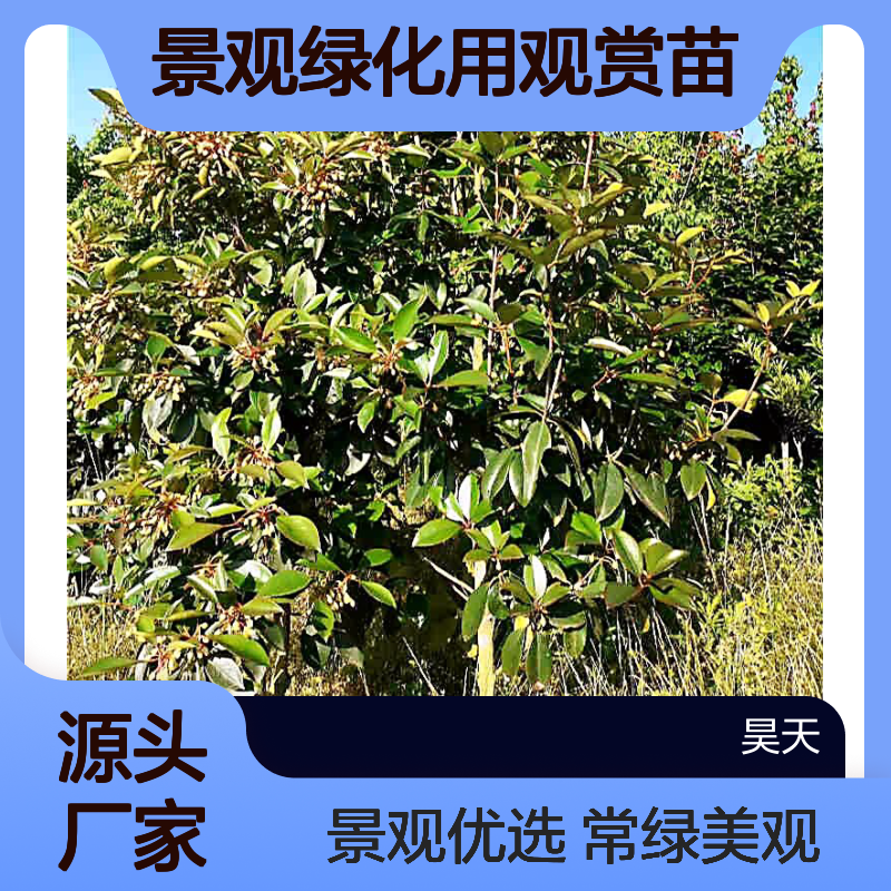 1-3年厚皮香苗木 地径1-5公分 常绿灌木 景观绿化用观赏苗