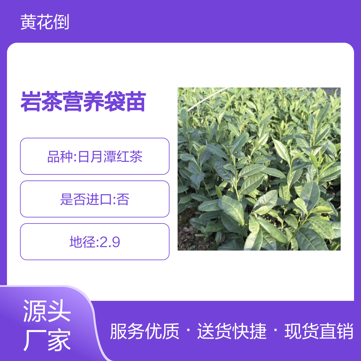 武夷岩茶营养袋苗 专线直达送货 品质优良 购买便捷