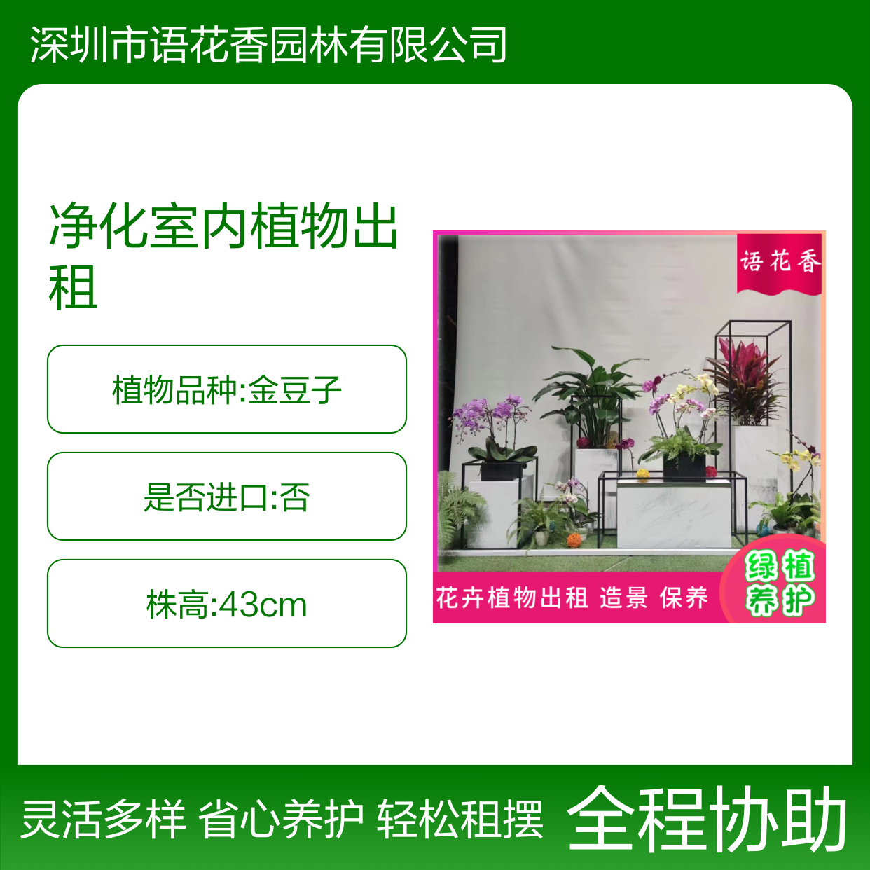 净化室内植物出租 发财树栀子花盆栽 长期短期租摆服务