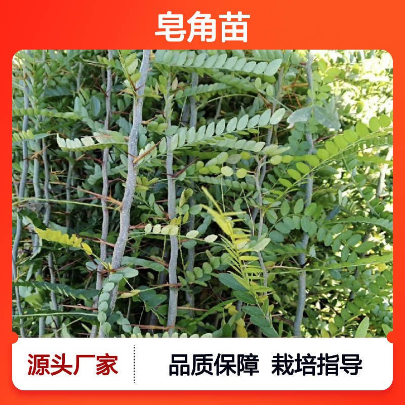 皂角苗 园林植物常绿灌木 出芽率高 管理简便 适应性强