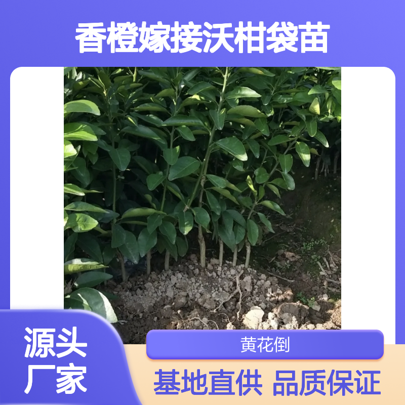 香橙嫁接沃柑袋苗 晚熟杂交品种 长势旺盛 挂果力强