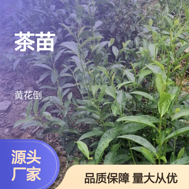 福鼎大豪38茶苗 基地直供 品质保证 种植专业 批发优惠