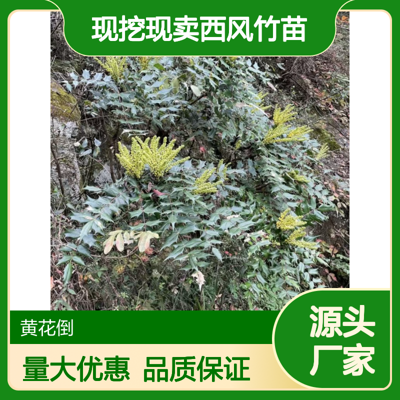 现挖现卖西风竹苗 园林绿植优选 生长旺盛 易于养护