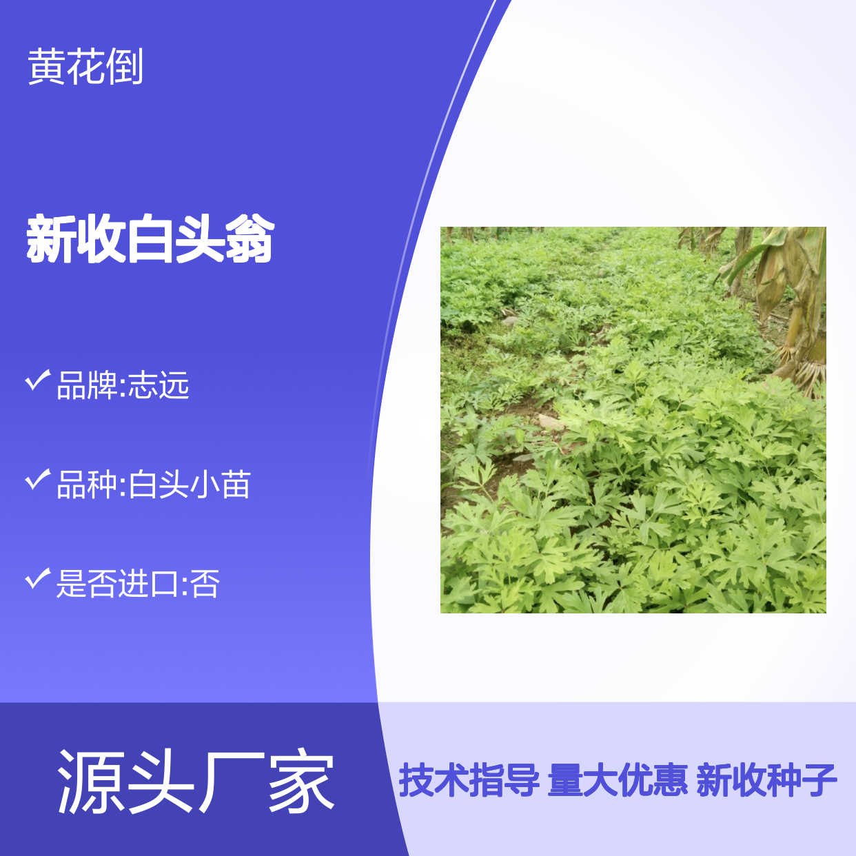 当年新收白头翁种子 产地一手货源免费技术指导