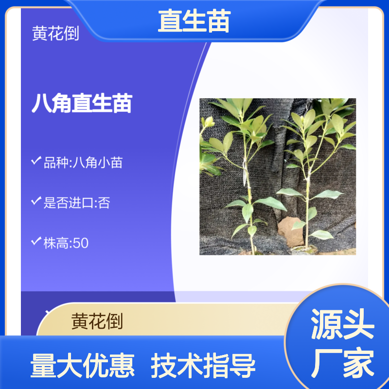产地直供黄花倒八角直生苗 园林绿化优选 一手货源