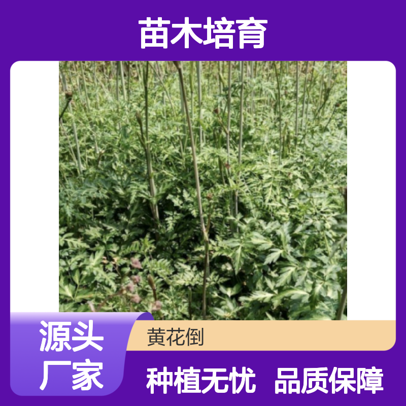 苗木合作社自营 南沙参种苗供应 品质优良 专业培育