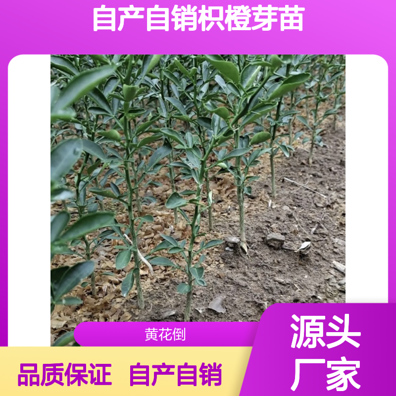 自产自销枳橙芽苗 苗圃产地直供品质保证种植技术分享