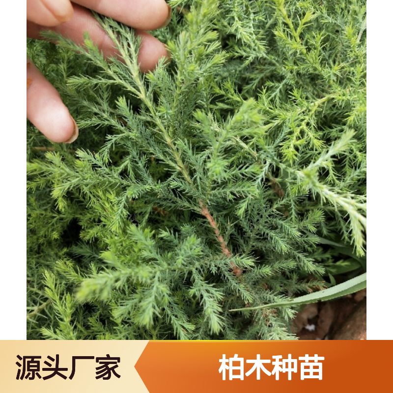 柏木种苗 现挖现卖 田间管理指导 适应性强 侧根发达