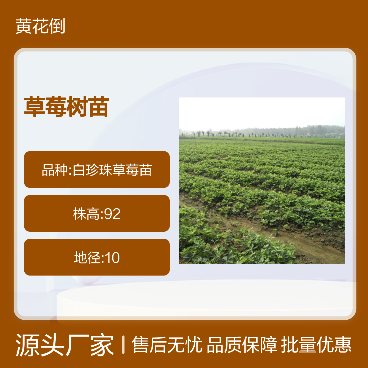草莓种植区 优质草莓树苗 批发供应 耐贮运强 丰产性好