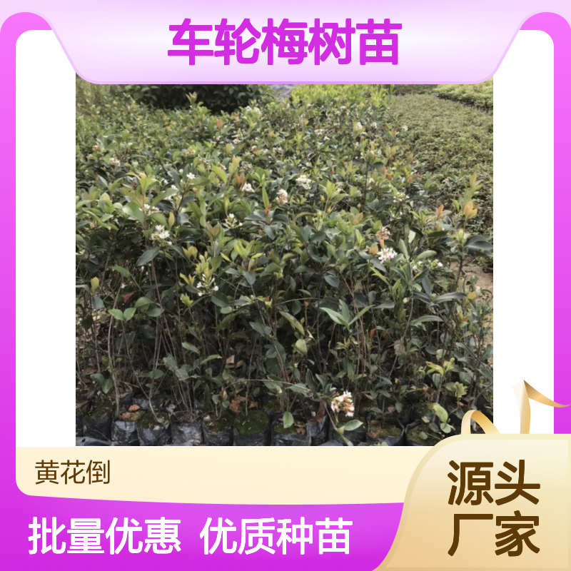 车轮梅种植主产区 批发车轮梅树苗 车轮梅树苗基地
