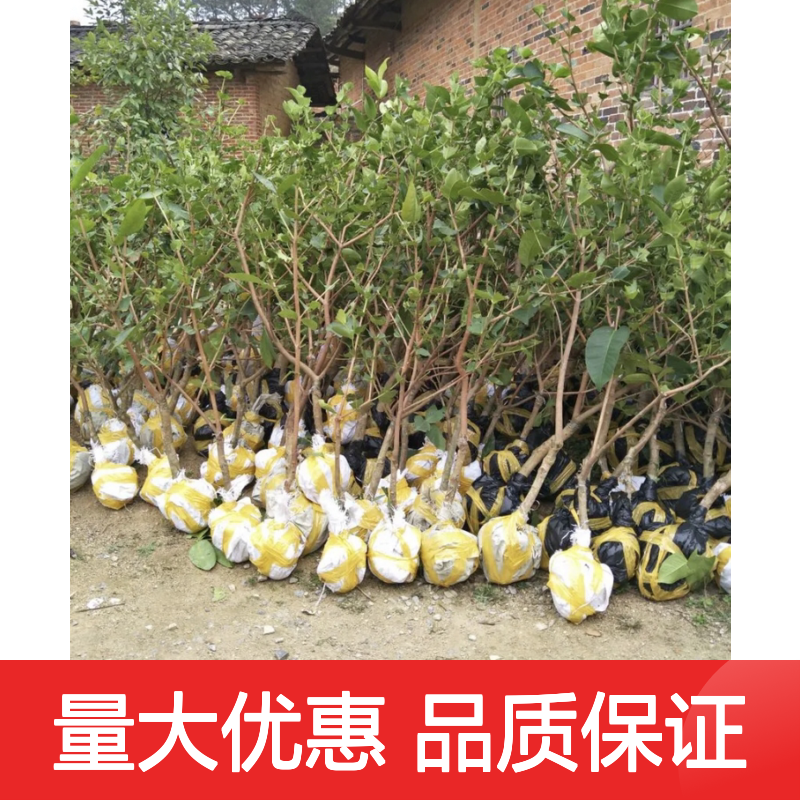 黑糖芭比莲雾苗 乔木果树 适宜种植 高产稳产 栽培简单