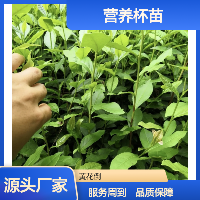 苗木合作社自营龙井43号茶营养杯苗 包邮送货