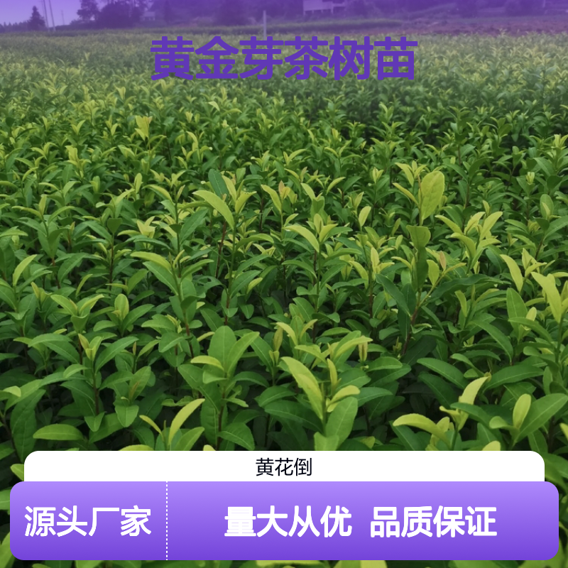 精选黄金芽茶树苗 基地批发 健康绿植 品质优良