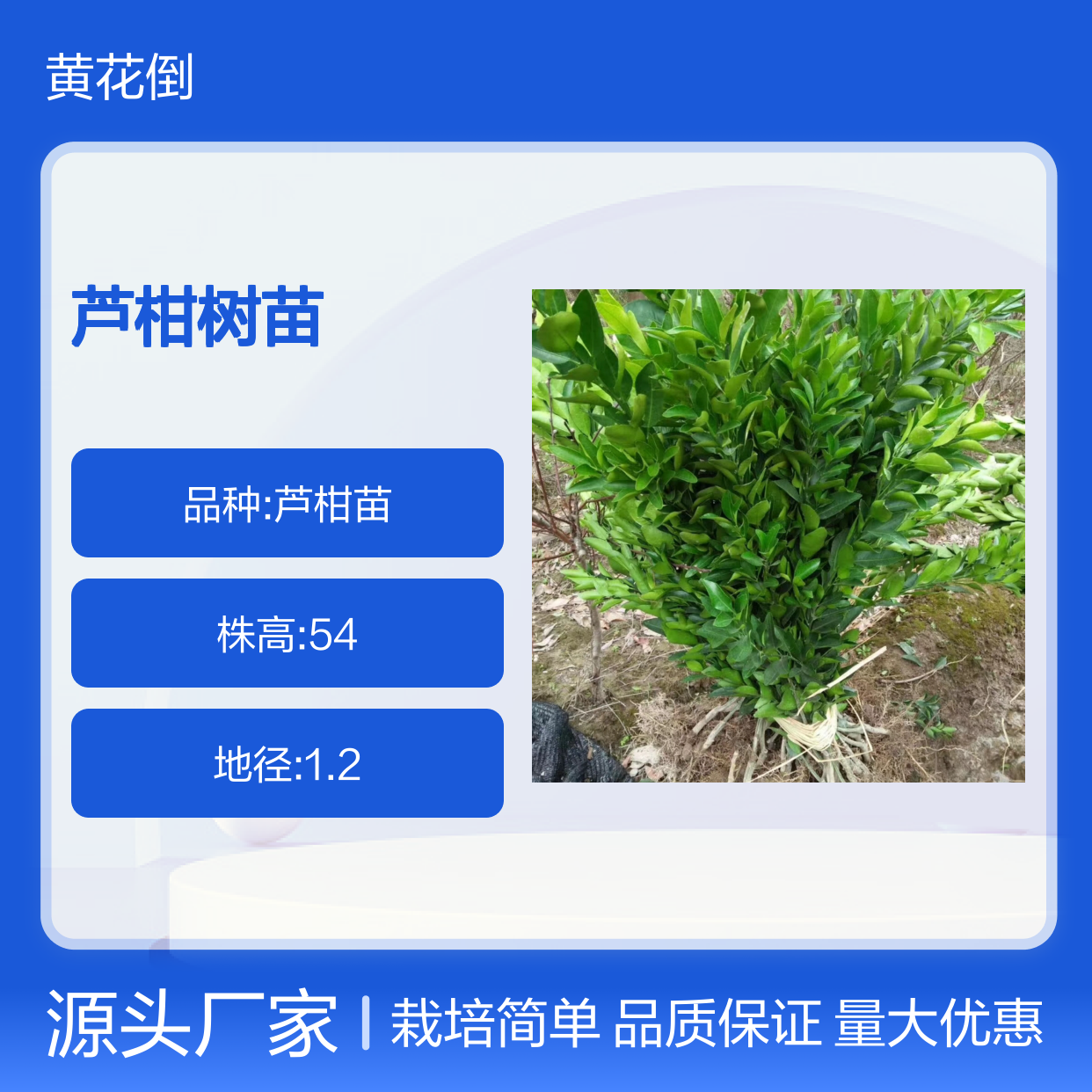 永春芦柑树苗 基地直销 品质保证 果形硕大 汁多脆嫩