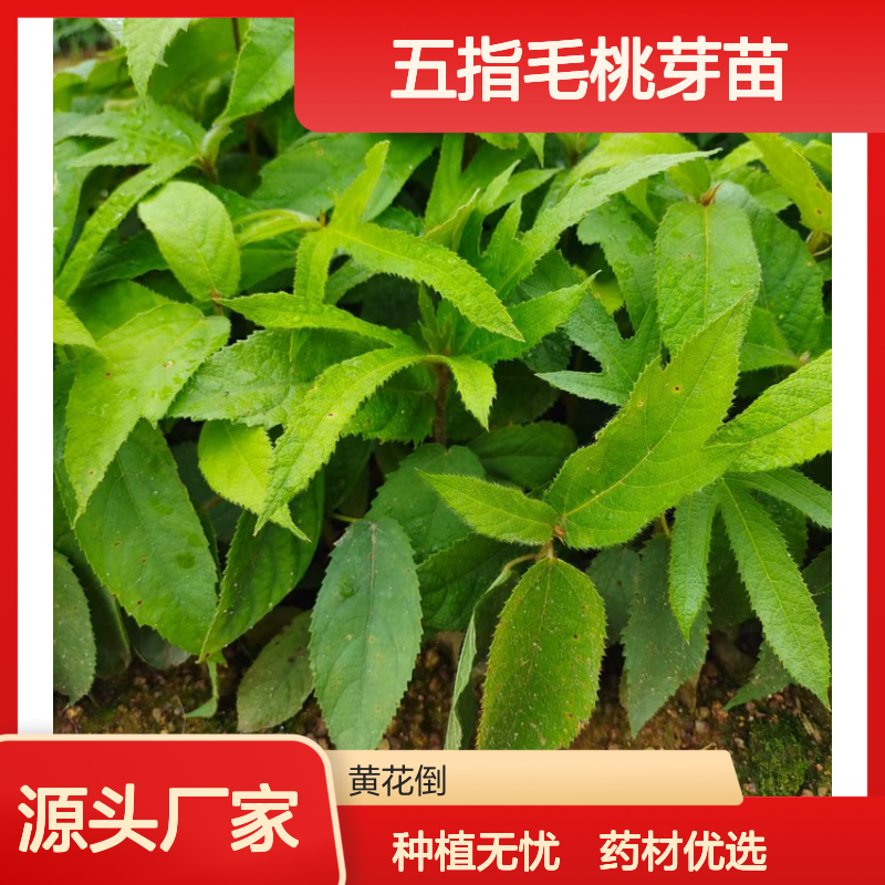 五指毛桃芽苗 现挖现卖 包种植技术 管理方便 成活率高