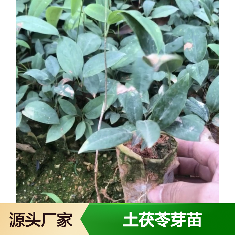 土茯苓芽苗 多年生根系发达成活高 适应性强 规格齐全