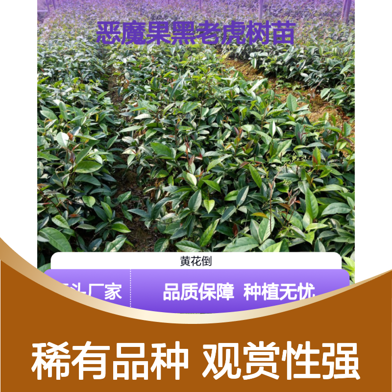 恶魔果黑老虎树苗 园林种植优选 生长旺盛 易于养护