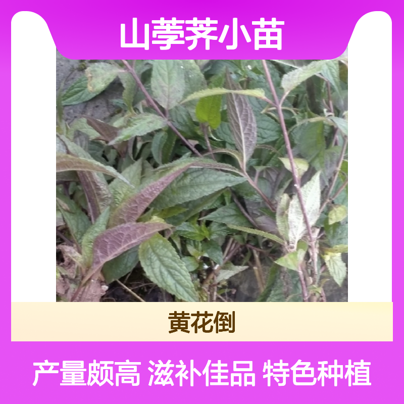 山荸荠小苗 蜘蛛果特色种植 滋补佳品 饱满多汁