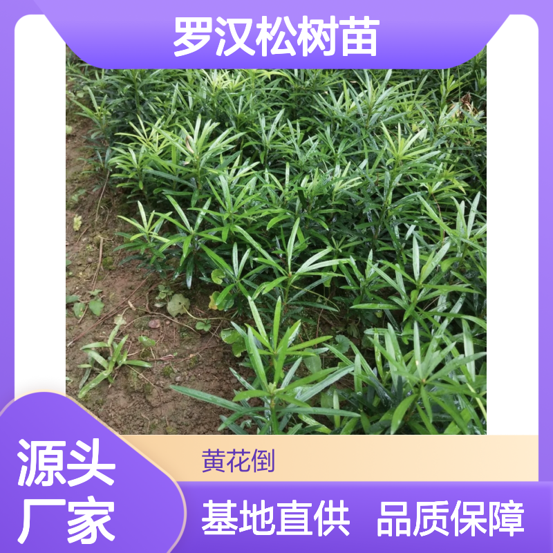罗汉松树苗 百亩基地直供 园林优选 易于养护 四季常绿