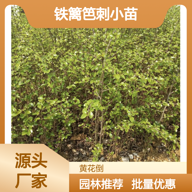 铁篱笆刺小苗 百亩基地直供 生长迅速 适应性强